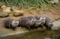 Otters  _16851